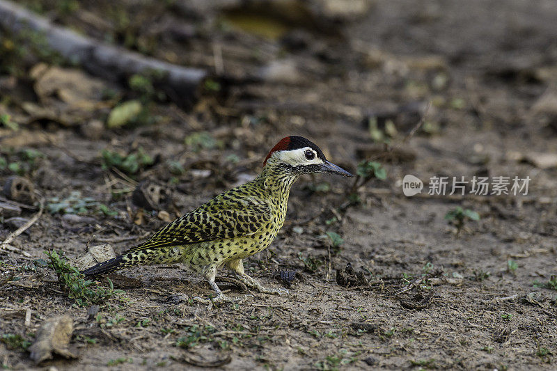 绿斑啄木鸟(Colaptes melanochloros)是一种皮卡科鸟类，在巴西潘塔纳尔发现。